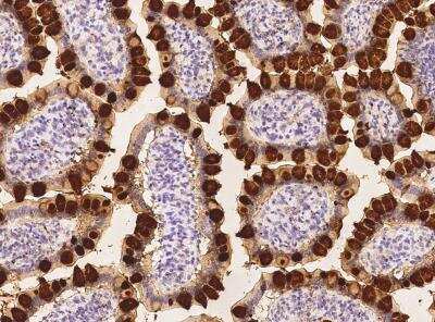 Immunohistochemistry-Paraffin: Reg4 Antibody (244) [NBP2-89832]