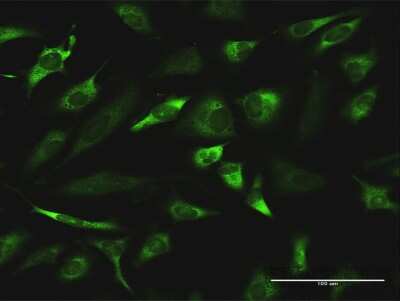 Immunocytochemistry/ Immunofluorescence: Regucalcin Antibody (4B9) [H00009104-M04]