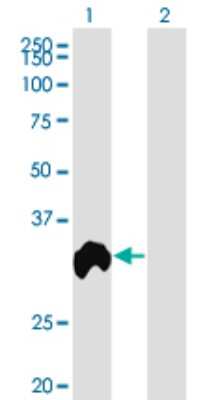 Western Blot: Regucalcin Antibody (4B9) [H00009104-M04]