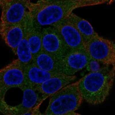 Immunocytochemistry/ Immunofluorescence: Regucalcin Antibody [NBP3-17922]