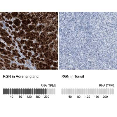 Immunohistochemistry-Paraffin: Regucalcin Antibody [NBP1-80849]