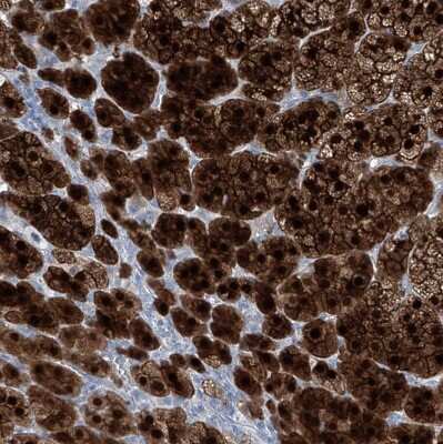 Immunohistochemistry-Paraffin: Regucalcin Antibody [NBP1-80849]