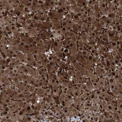 Immunohistochemistry-Paraffin: Regucalcin Antibody [NBP1-80849]