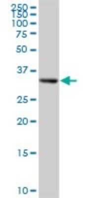 Western Blot: Regucalcin Antibody [H00009104-B01P]