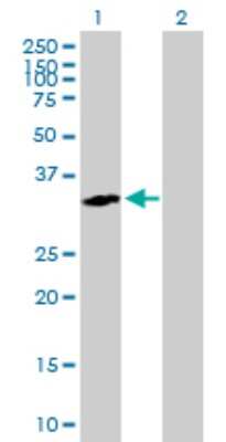 Western Blot: Regucalcin Antibody [H00009104-B01P]