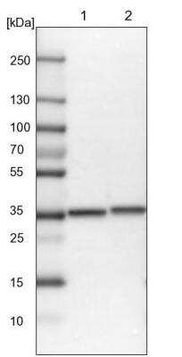 Western Blot: Regucalcin Antibody [NBP1-80849]