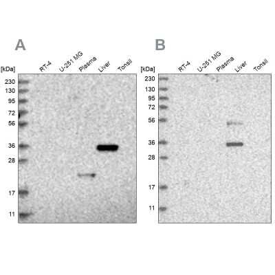 Western Blot: Regucalcin Antibody [NBP1-80849]