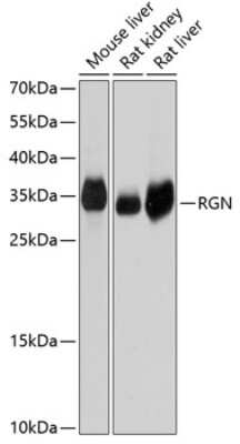 Western Blot: Regucalcin AntibodyBSA Free [NBP2-94851]