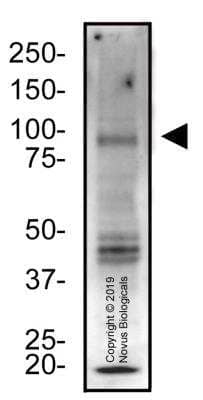 Western Blot: Regulatory protein GAL4 AntibodyBSA Free [NBP2-76808]