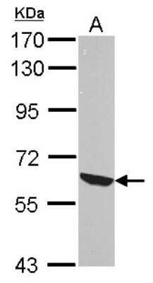 Western Blot: RelB Antibody [NBP2-20123]