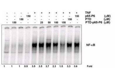 Western Blot: RelA/NFkB p65 [p Ser529, p Ser536] Inhibitor Peptide Set [NBP2-29321]