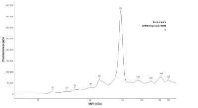 Simple Western: RelA/NFkB p65 Antibody (112A1021)Azide and BSA Free [NBP2-27416]