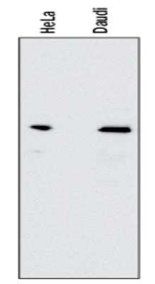 Western Blot: RelA/NFkB p65 Antibody (112A1021)Azide and BSA Free [NBP2-27416]