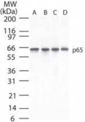 Western Blot: RelA/NFkB p65 Antibody (112A1021)BSA Free [NB100-56712]