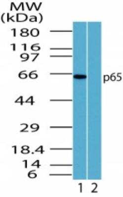 Western Blot: RelA/NFkB p65 Antibody [NB100-56502]