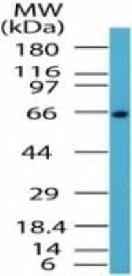 Western Blot: RelA/NFkB p65 NLS AntibodyBSA Free [NBP2-24541]