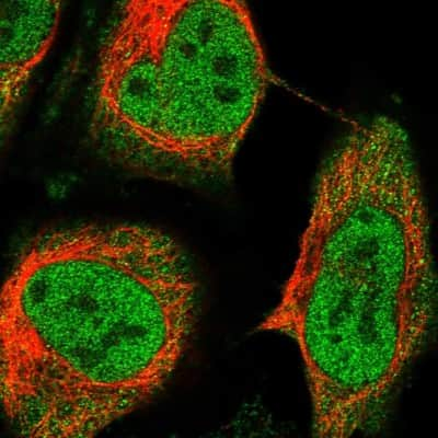 Immunocytochemistry/ Immunofluorescence: RelB Antibody [NBP2-34064]