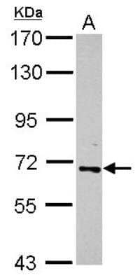 Western Blot: RelB Antibody [NBP2-20122]