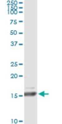 Immunoprecipitation: Relaxin-1 Antibody (1H6) [H00006013-M01]