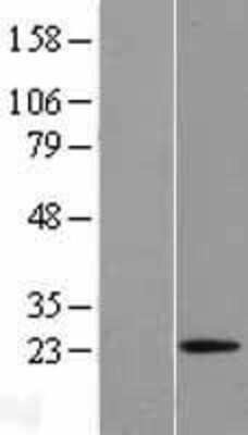 Western Blot: Relaxin-1 Overexpression Lysate [NBL1-15385]