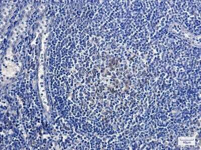 Immunohistochemistry-Paraffin: Relaxin-2 Antibody (S05-7A5) [NBP3-15088]
