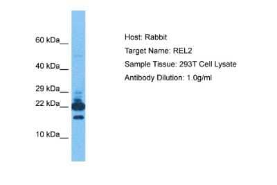 Western Blot: Relaxin-2 Antibody [NBP2-86773]