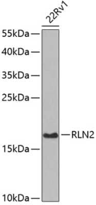 Western Blot: Relaxin-2 AntibodyBSA Free [NBP2-95235]