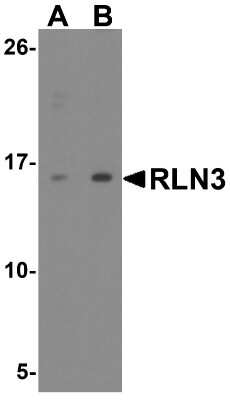 Western Blot: Relaxin-3 AntibodyBSA Free [NBP2-41317]