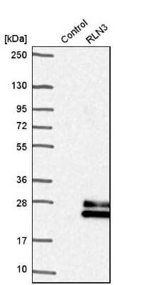 Western Blot: Relaxin-3 Antibody [NBP2-47308]