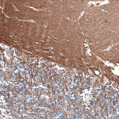 Immunohistochemistry-Paraffin: Relaxin R1/LGR7 Antibody [NBP1-89585]
