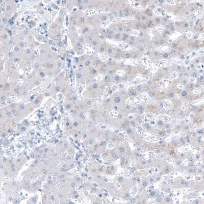 Immunohistochemistry-Paraffin: Relaxin R1/LGR7 Antibody [NBP1-89585]