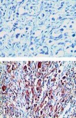 Immunohistochemistry-Paraffin: Relaxin R1/LGR7 Antibody [NBP2-23674]