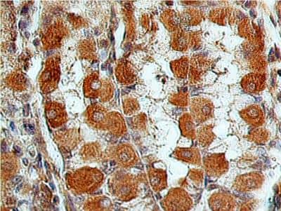 Immunohistochemistry-Paraffin: Relaxin R1/LGR7 Antibody [NBP2-23674]