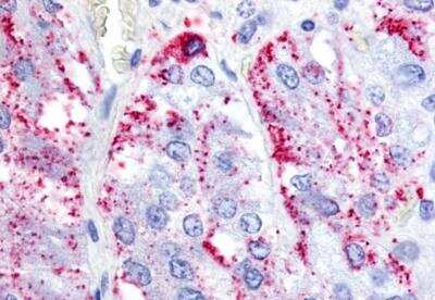 Immunohistochemistry-Paraffin: Relaxin R1/LGR7 Antibody - BSA Free [NBP3-06673]