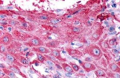 Immunohistochemistry-Paraffin: Relaxin R2/LGR8 Antibody - BSA Free [NLS4753]