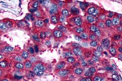 Immunohistochemistry-Paraffin: Relaxin R2/LGR8 Antibody - BSA Free [NLS4753]