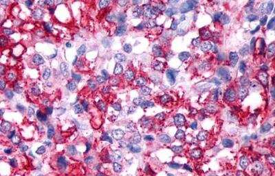 Immunohistochemistry-Paraffin: Relaxin R2/LGR8 Antibody - BSA Free [NLS4753]