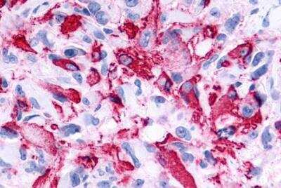 Immunohistochemistry-Paraffin: Relaxin R2/LGR8 Antibody - BSA Free [NLS4753]