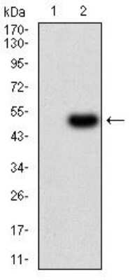 Western Blot: Renalase Antibody (1C11E8)BSA Free [NBP2-52554]