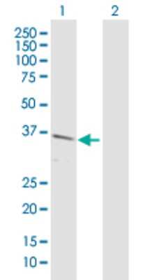 Western Blot: Renalase Antibody [H00055328-D01P]