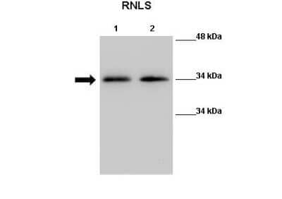 Western Blot: Renalase Antibody [NBP1-98475]