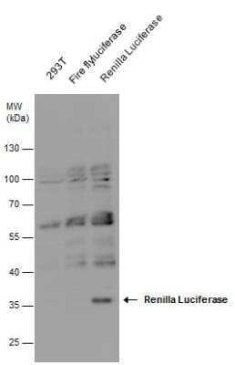 Western Blot: Renilla Luciferase Antibody [NBP2-42914]