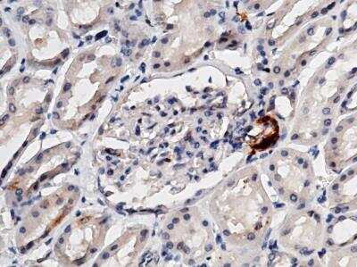 Immunohistochemistry-Paraffin: Renin Antibody (009) [NBP2-89723]