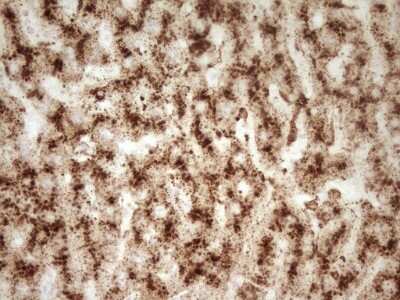 Immunohistochemistry: Renin Antibody (OTI2F10) [NBP2-45552]