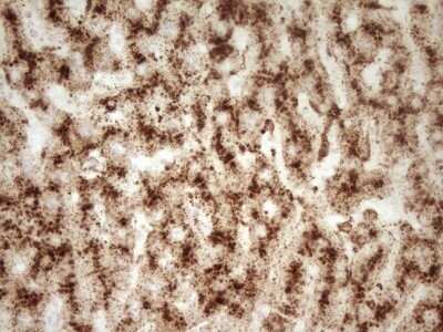 Immunohistochemistry: Renin Antibody (OTI2F10) - Azide and BSA Free [NBP2-73851]