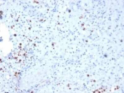 Immunohistochemistry-Paraffin: Resistin Antibody (RETN/3331) [NBP3-07242]