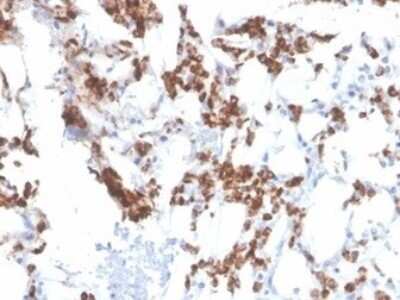 Immunohistochemistry-Paraffin: Resistin Antibody (RETN/3331) - Azide and BSA Free [NBP3-08250]