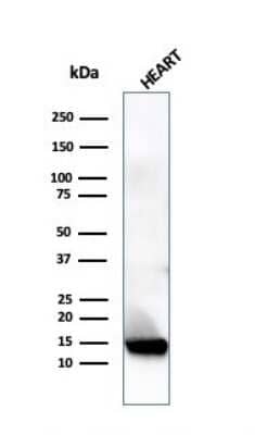 Western Blot: Resistin Antibody (RETN/4324) [NBP3-13756]