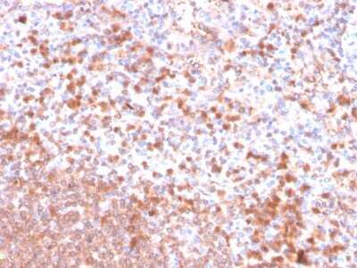 Immunohistochemistry-Paraffin: Resistin Antibody (RETN/4326) - Azide and BSA Free [NBP3-08258]