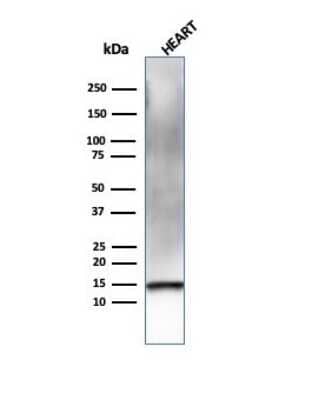 Western Blot: Resistin Antibody (RETN/4326) [NBP3-07244]